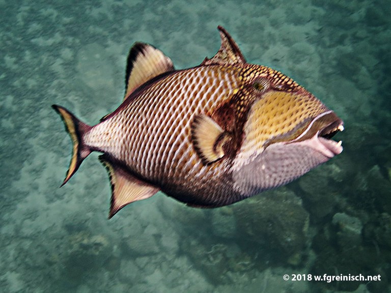 sehr zorniger Grosser Drueckerfisch