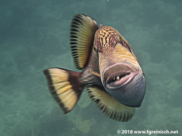 Grosser Drueckerfisch im Angriffsmodus